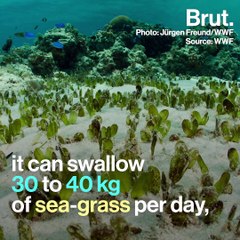 This surprising marine mammal is threatened