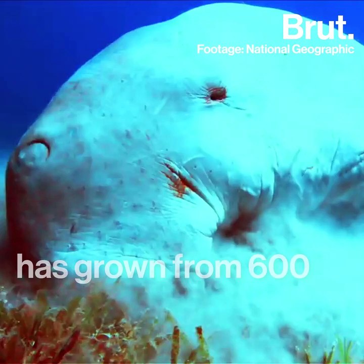 5 hopeful headlines for the planet