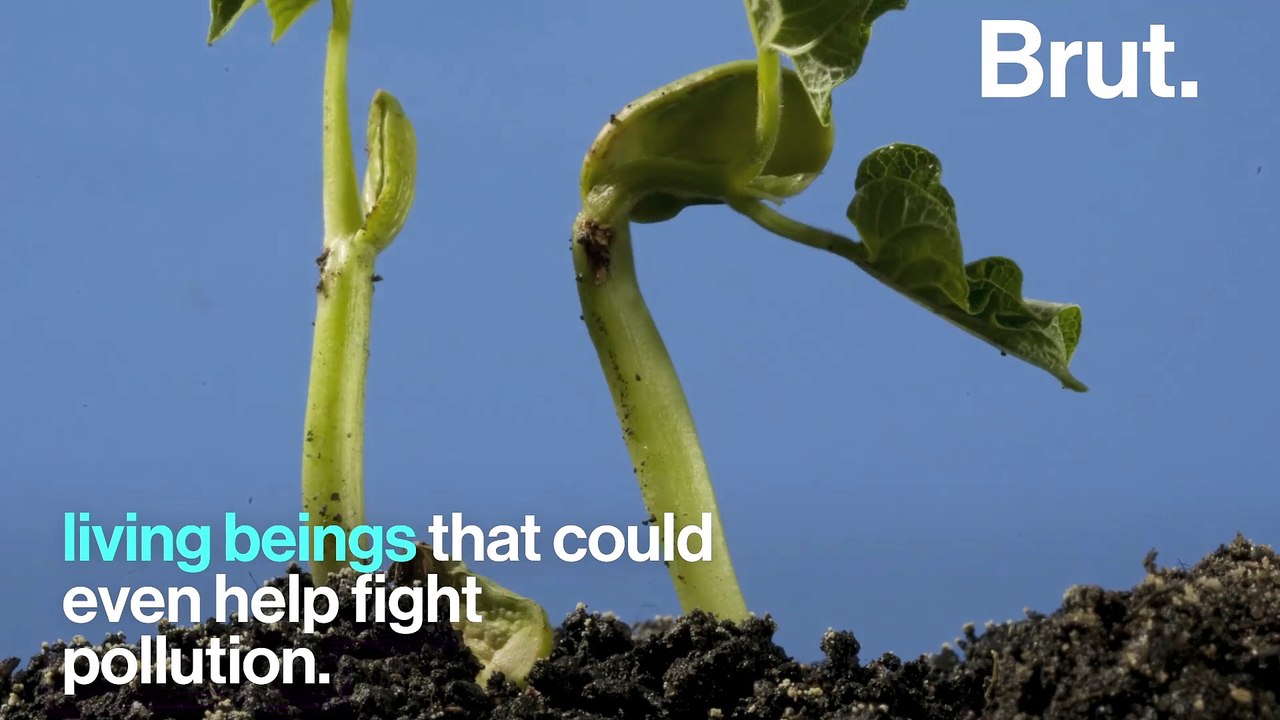 These 'living' clothes fight air pollution