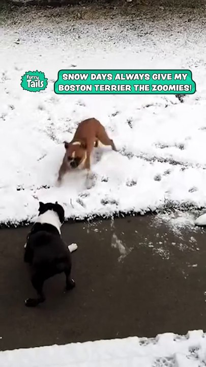 Boston Terrier Spins Zoomies Through Snow