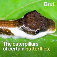 Some caterpillars can mimic poisonous snakes