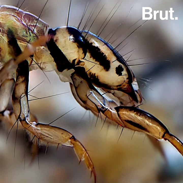 How do caddisflies protect themselves?