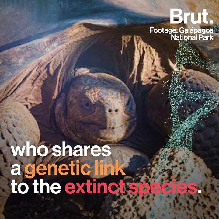 A tortoise related to Lonesome George discovered in the Galapágos Islands