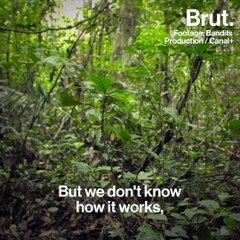 A carbon bomb is ticking in Congo