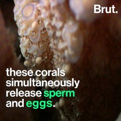 The annual spawning of the Great Barrier Reef was a success