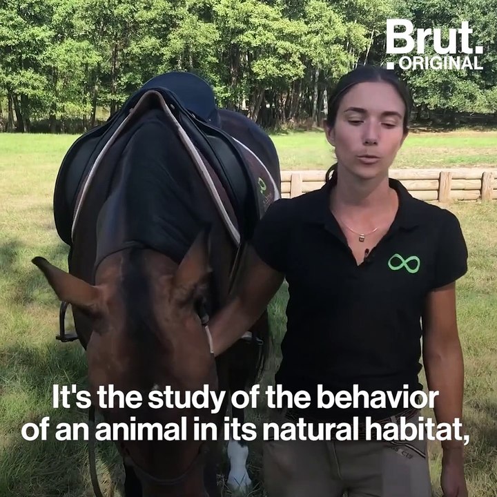 What is ethological equitation?