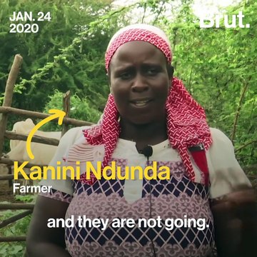 Desert locust plague in East Africa