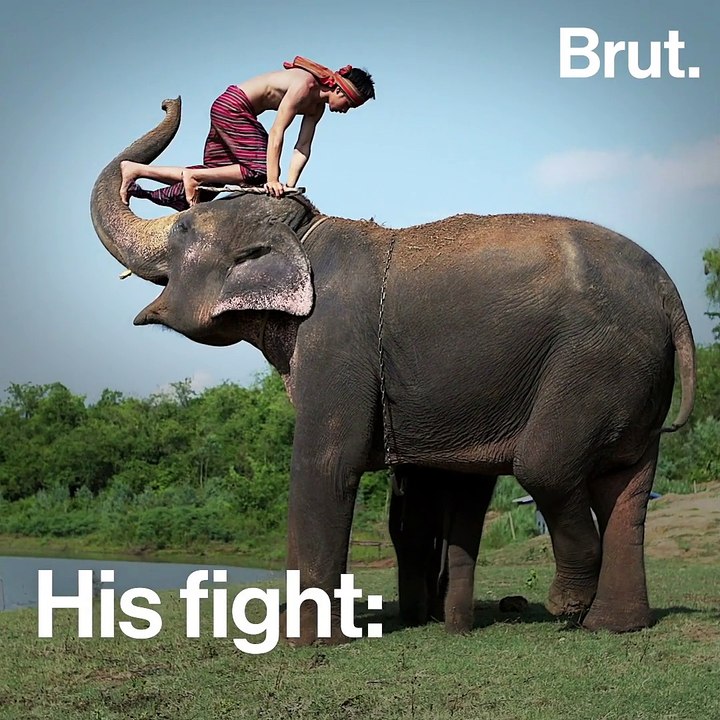 Abominable living conditions of domesticated elephants