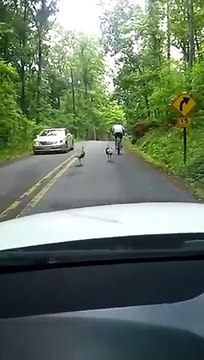 Ce cycliste est poursuivi... par des dindes !