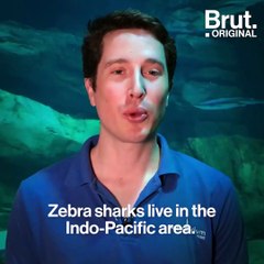 Zebra sharks at the Paris Aquarium