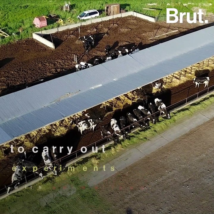 Why these cows have holes drilled into their sides