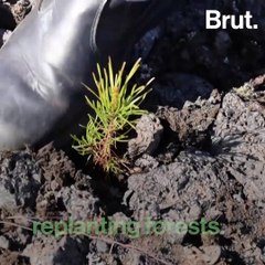Iceland is regrowing its lost forests
