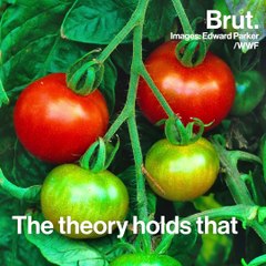 Does music help plants grow?