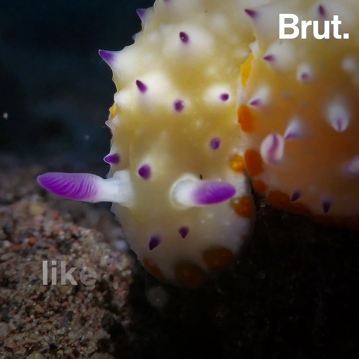 The Melibe are sought-after by many underwater photographers