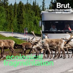 Ecological fragmentation prevents some species from migrating