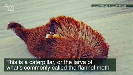 You Have to Check Out This Amazing Caterpillar That Has a Very Specific Venomous Trait