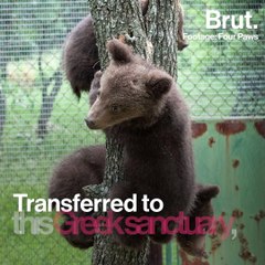 Bulgaria: three bear cubs released back into the wild