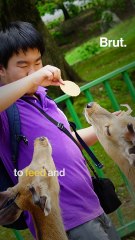 Coronavirus drives wild animals into cities