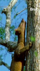 The fossa is a threatened species endemic to Madagascar