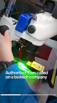 Genetically modified mosquitoes released in Florida