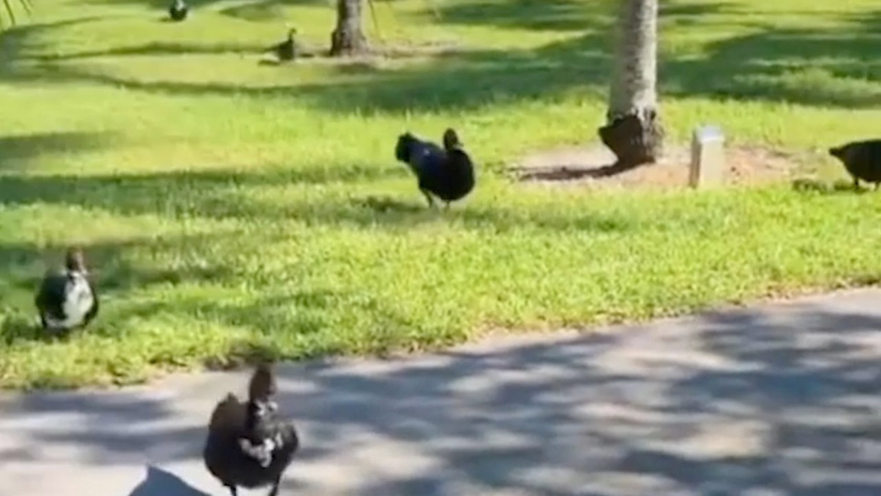 Is This Woman a Real Life Snow White? This Amazing Moment Was Captured in a Park