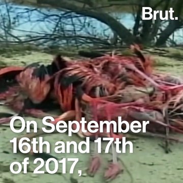 Thousands of flamingos found dead after Hurricane Irma
