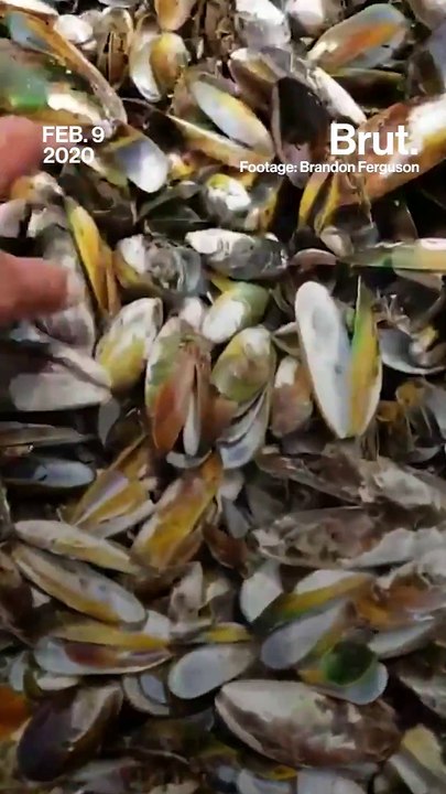 Thousands of mussels found dead in New Zealand