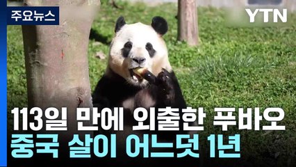113일 만에 외출한 푸바오...중국 살이 어느덧 1년 / YTN