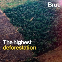 Deforestation rates in the Amazon forest highest in a decade