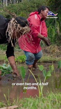 Rapa is the most isolated island in French Polynesia