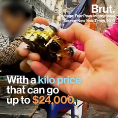 Associations and governments toughen their laws on bear bile farming