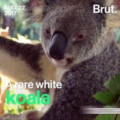 A rare white Koala born in Australia