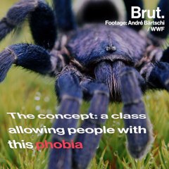 The fear of spiders is the most common phobia worldwide