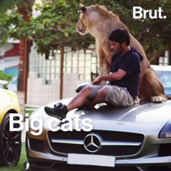 Wild animals as pets, a dangerous trend.