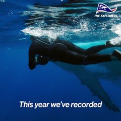 The journey of humpback whales to Polynesia