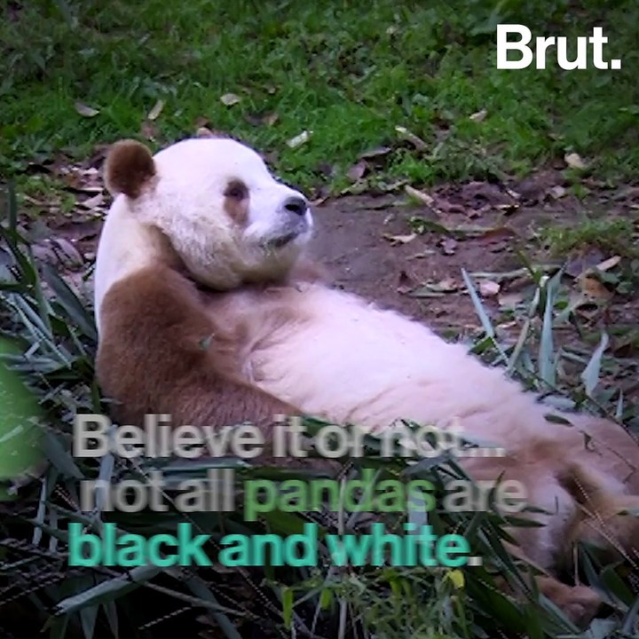 Qinling pandas have brown and white fur