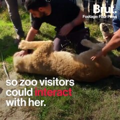 More than 40 animals save from a neglected zoo in Rafah