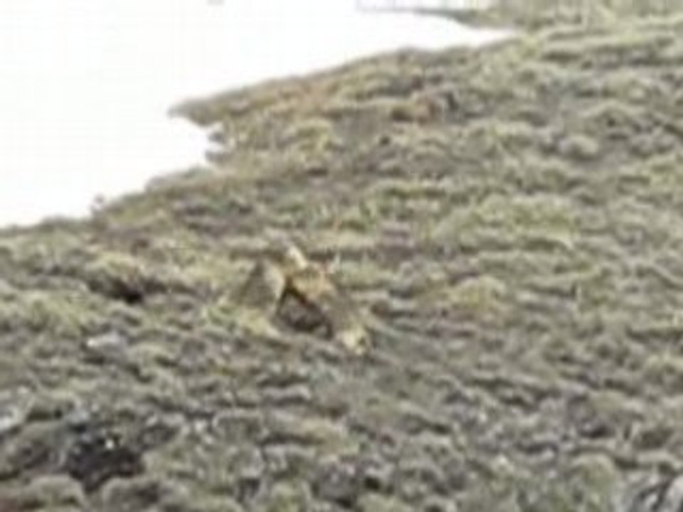 marmottes en bagarre