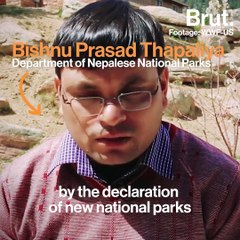 Protecting tigers is a priority for Nepal