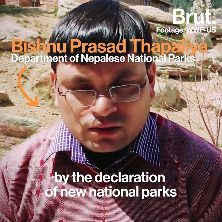 Protecting tigers is a priority for Nepal