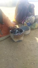 Cobra snake dance on murli music of blind Jogi