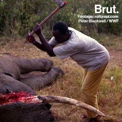 Kenya is strengthening its measures against poaching