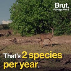 Earth's 6th mass extinction