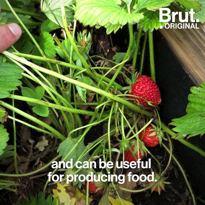 AgroParisTech is testing techniques that could be used in urban agriculture