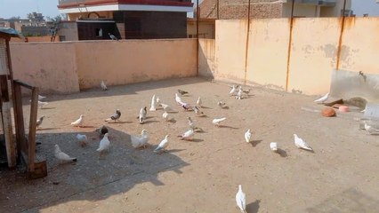 Bohat Nayab Dobaaz Kabootar pakda