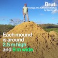 Brazil: the world's biggest insect-built structure