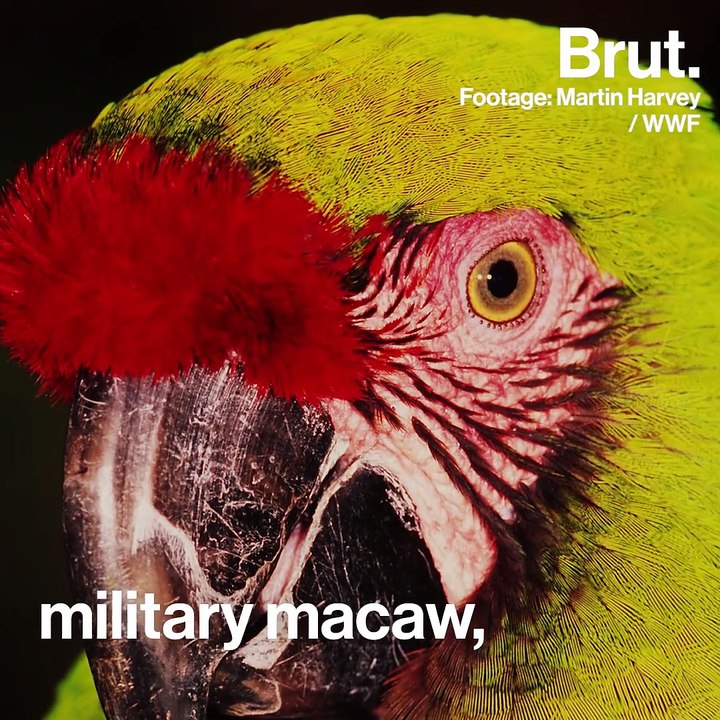 The 5 most biodiverse countries