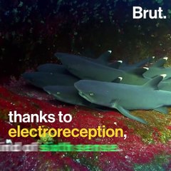 How do sharks find their prey?