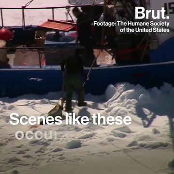 Spring marks the start of the grey seal and harp seal hunting season.