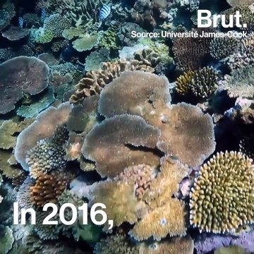 Coral bleaching and global warming